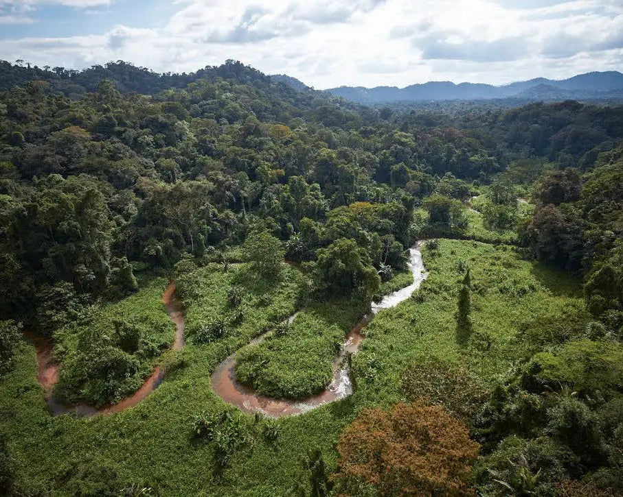 Winding river through a lush green forest with mountains in the background. Calaguala. Nature